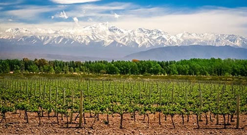 Taking a Tour of Mendoza’s High-Altitude Bodegas