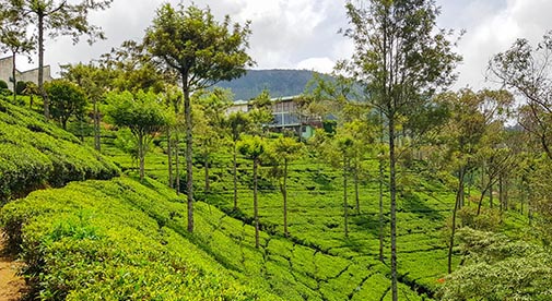 Cool, Mountainous, and Very Civilized: Nuwara Eliya