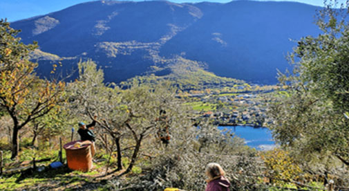 Olive Harvesting at Our Italian Villa