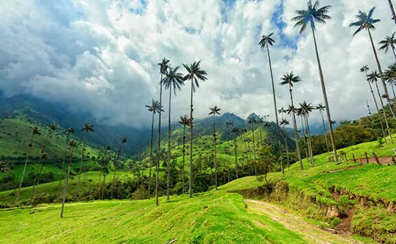 Coffee Triangle, Colombia