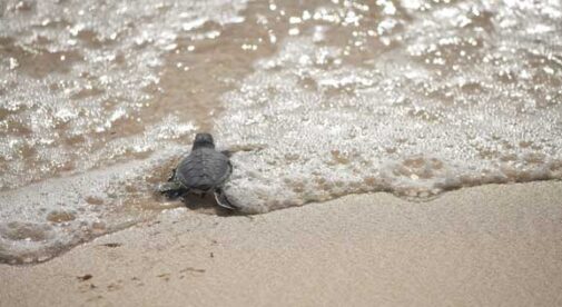 From Seattle to Saving Sea Turtles in the Caribbean