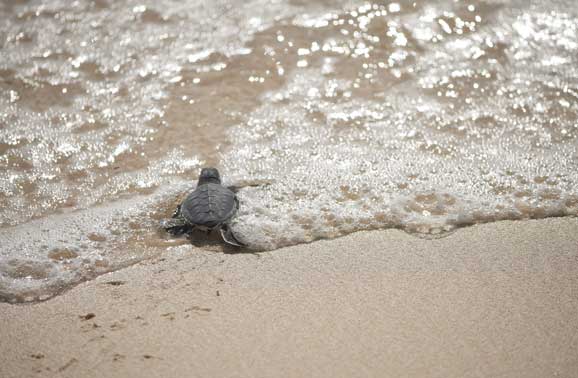 From Seattle to Saving Sea Turtles in the Caribbean